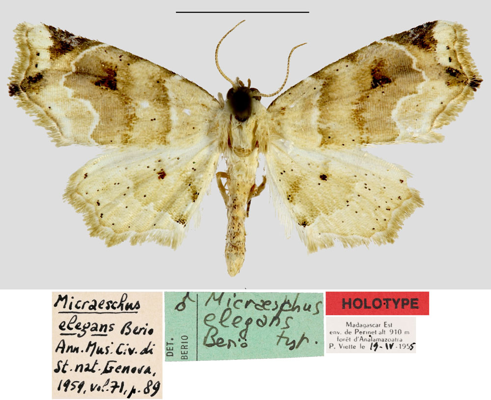 /filer/webapps/moths/media/images/E/elegans_Micraeschus_HT_MNHN.jpg