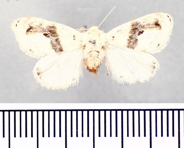/filer/webapps/moths/media/images/E/elegans_Niphadolepis_AF_BMNH.jpg