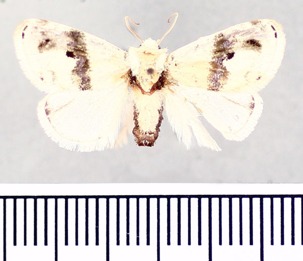 /filer/webapps/moths/media/images/E/elegans_Niphadolepis_AM_BMNH.jpg