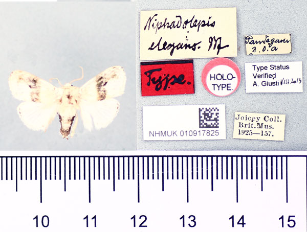 /filer/webapps/moths/media/images/E/elegans_Niphadolepis_HT_BMNH.jpg