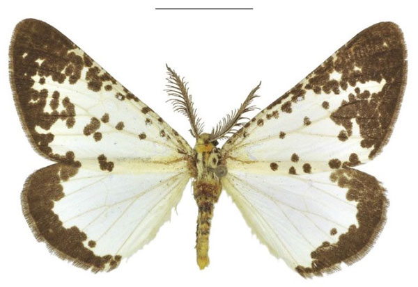/filer/webapps/moths/media/images/E/elegans_Nothabraxas_HT_ZSM.jpg