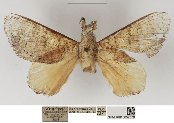 /filer/webapps/moths/media/images/E/elegans_Ptyssophlebia_AM_NHMUK_02.jpg