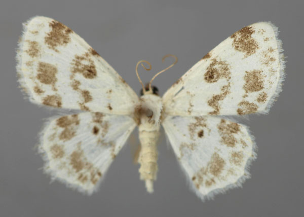/filer/webapps/moths/media/images/E/elegans_Scopula_A_ZSM_01.jpg