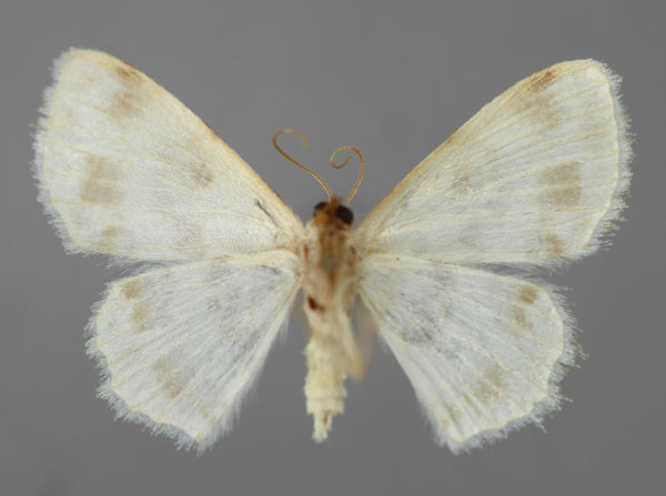 /filer/webapps/moths/media/images/E/elegans_Scopula_A_ZSM_02.jpg