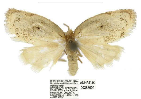 /filer/webapps/moths/media/images/E/elegans_Spatulosia_PTM_ANHRT.jpg
