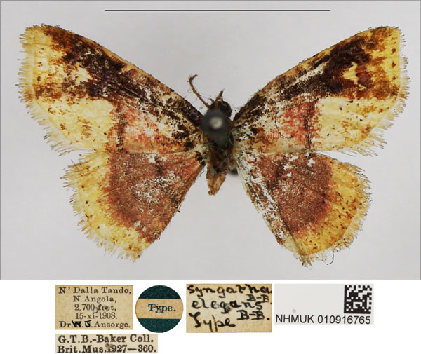 /filer/webapps/moths/media/images/E/elegans_Syngatha_HT_NHMUK.jpg
