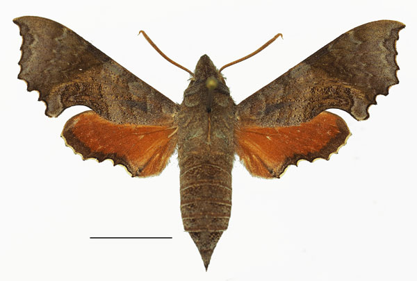 /filer/webapps/moths/media/images/E/elegans_Temnora_AM_Basquin_01.jpg