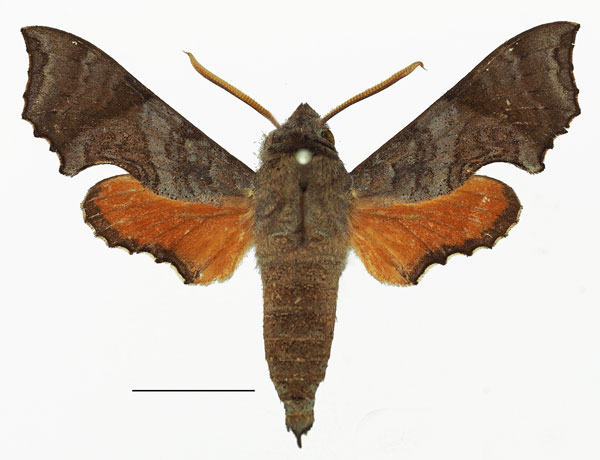 /filer/webapps/moths/media/images/E/elegans_Temnora_AM_Basquin_02a.jpg