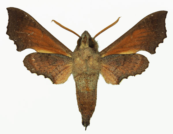 /filer/webapps/moths/media/images/E/elegans_Temnora_AM_Basquin_02b.jpg