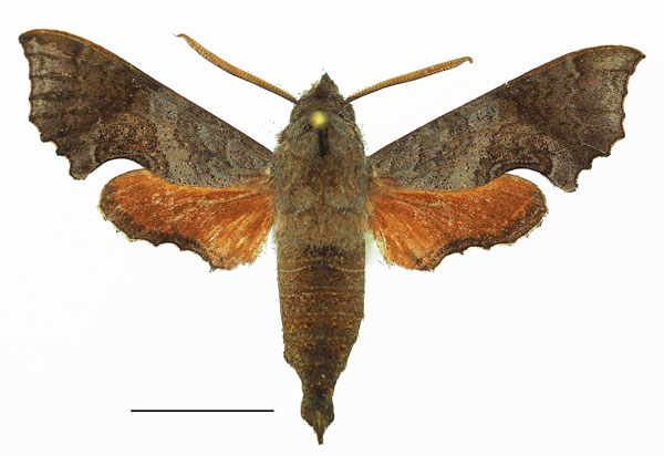 /filer/webapps/moths/media/images/E/elegans_Temnora_AM_Basquin_03a.jpg