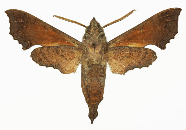 /filer/webapps/moths/media/images/E/elegans_Temnora_AM_Basquin_03b.jpg