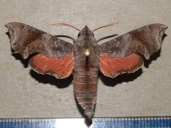 /filer/webapps/moths/media/images/E/elegans_Temnora_A_Goff_01.jpg
