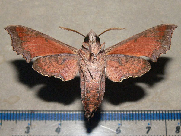 /filer/webapps/moths/media/images/E/elegans_Temnora_A_Goff_02.jpg