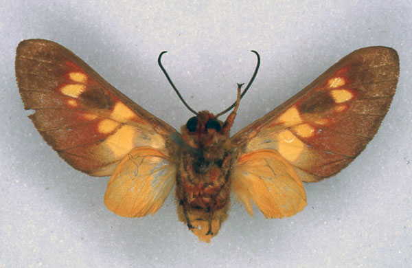 /filer/webapps/moths/media/images/E/elegantissima_Balacra_HT_ZSM_02.jpg