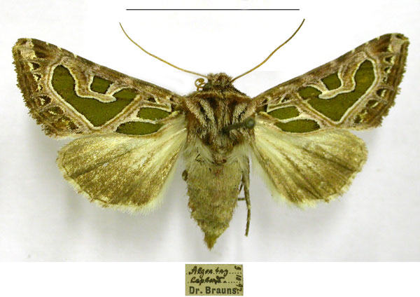 /filer/webapps/moths/media/images/E/elegantissima_Compsotata_AF_TMSA.jpg
