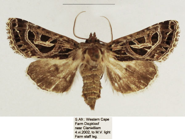 /filer/webapps/moths/media/images/E/elegantissima_Compsotata_AF_TMSA_01.jpg