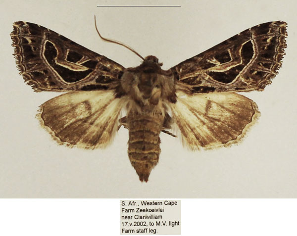 /filer/webapps/moths/media/images/E/elegantissima_Compsotata_AF_TMSA_02.jpg