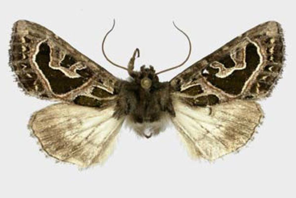 /filer/webapps/moths/media/images/E/elegantissima_Compsotata_AF_ZSM.jpg