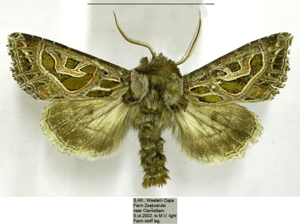 /filer/webapps/moths/media/images/E/elegantissima_Compsotata_AM_TMSA.jpg