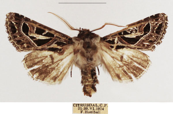 /filer/webapps/moths/media/images/E/elegantissima_Compsotata_AM_TMSA_01.jpg