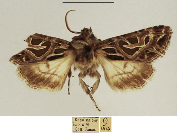 /filer/webapps/moths/media/images/E/elegantissima_Compsotata_AM_TMSA_02.jpg