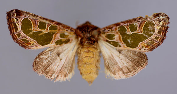 /filer/webapps/moths/media/images/E/elegantissima_Compsotata_A_RMCA_01.jpg