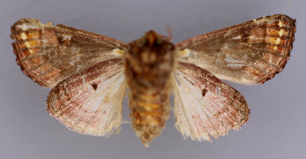 /filer/webapps/moths/media/images/E/elegantissima_Compsotata_A_RMCA_02.jpg
