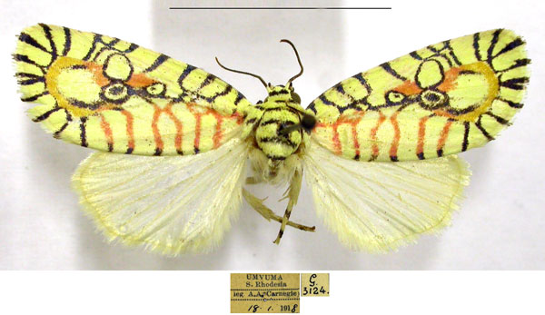 /filer/webapps/moths/media/images/E/elegantissima_Mazuca_AM_TMSA.jpg