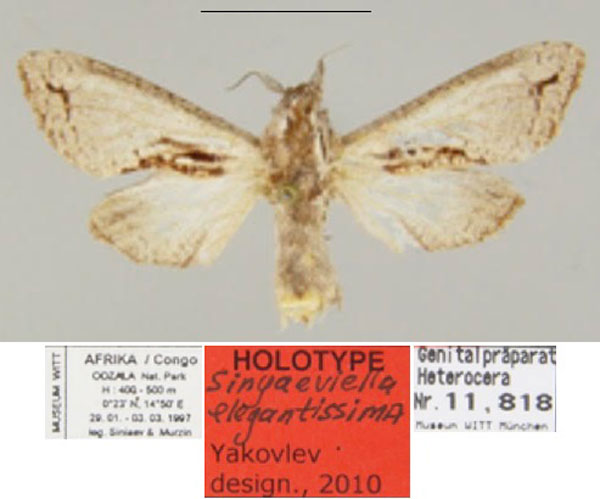 /filer/webapps/moths/media/images/E/elegantissima_Sinjaeviella_HT_ZSM.jpg