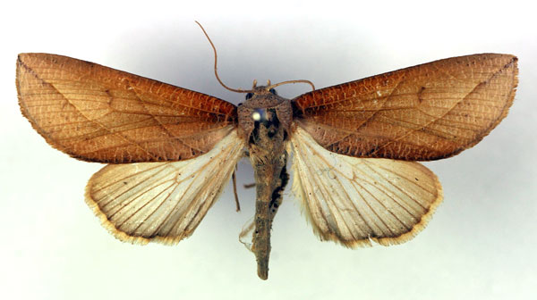 /filer/webapps/moths/media/images/E/elegantula_Arcyophora_A_RMCA.jpg