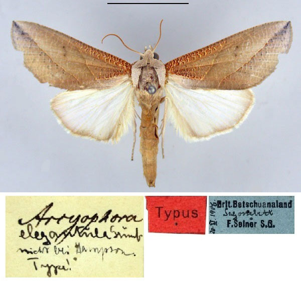 /filer/webapps/moths/media/images/E/elegantula_Arcyophora_HT_ZMHB.jpg