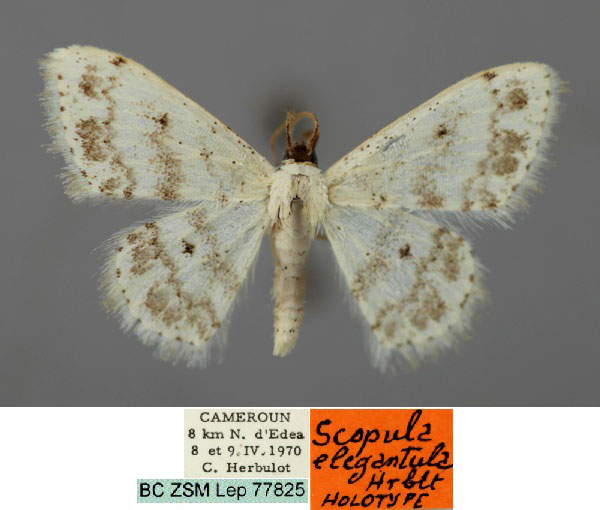 /filer/webapps/moths/media/images/E/elegantula_Scopula_HT_ZSM_01.jpg