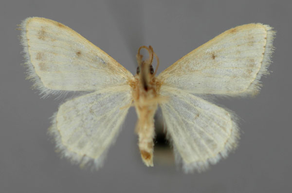 /filer/webapps/moths/media/images/E/elegantula_Scopula_HT_ZSM_02.jpg