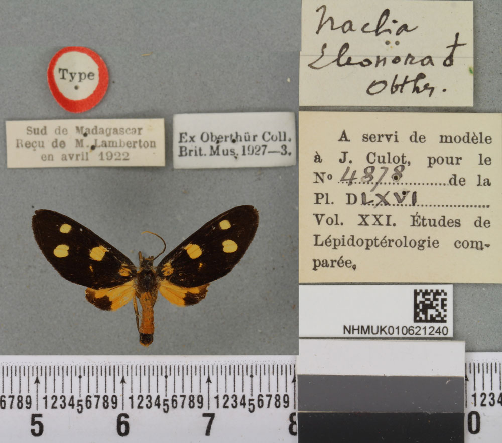 /filer/webapps/moths/media/images/E/eleonora_Naclia_LT_BMNHa.jpg