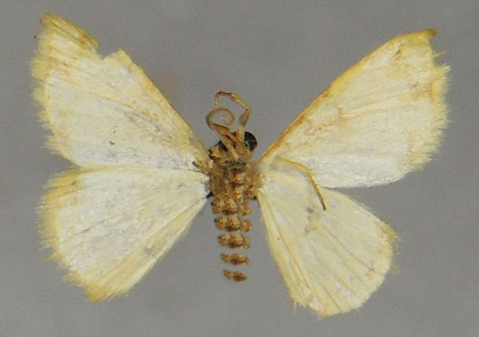 /filer/webapps/moths/media/images/E/elephantina_Heterostegane_HT_ZSMb.jpg