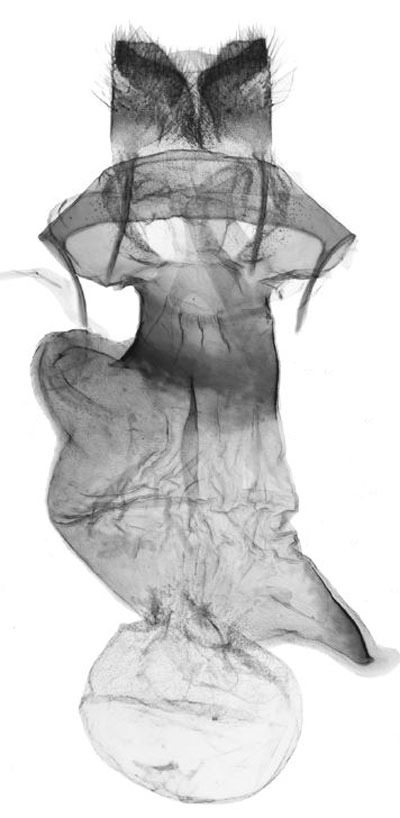 /filer/webapps/moths/media/images/E/elephantina_Tumicla_GFPT_ANHRT_4399.jpg