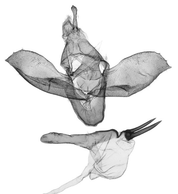 /filer/webapps/moths/media/images/E/elephantina_Tumicla_GMHT_ANHRT_3365.jpg