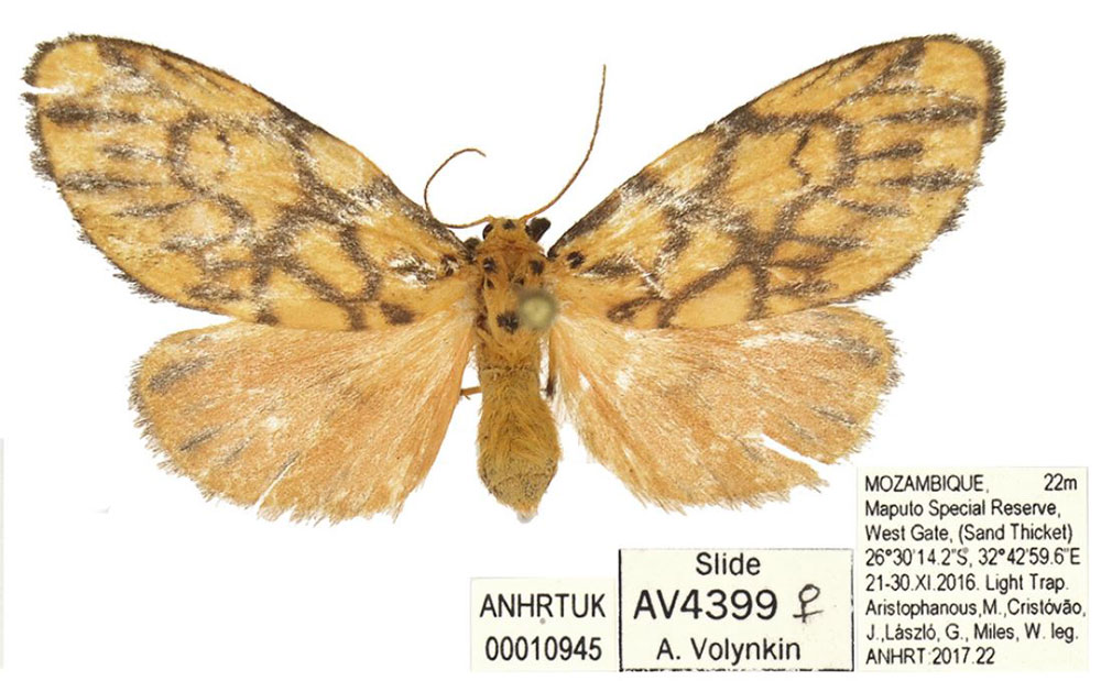/filer/webapps/moths/media/images/E/elephantina_Tumicla_PTF_ANHRT_01.jpg
