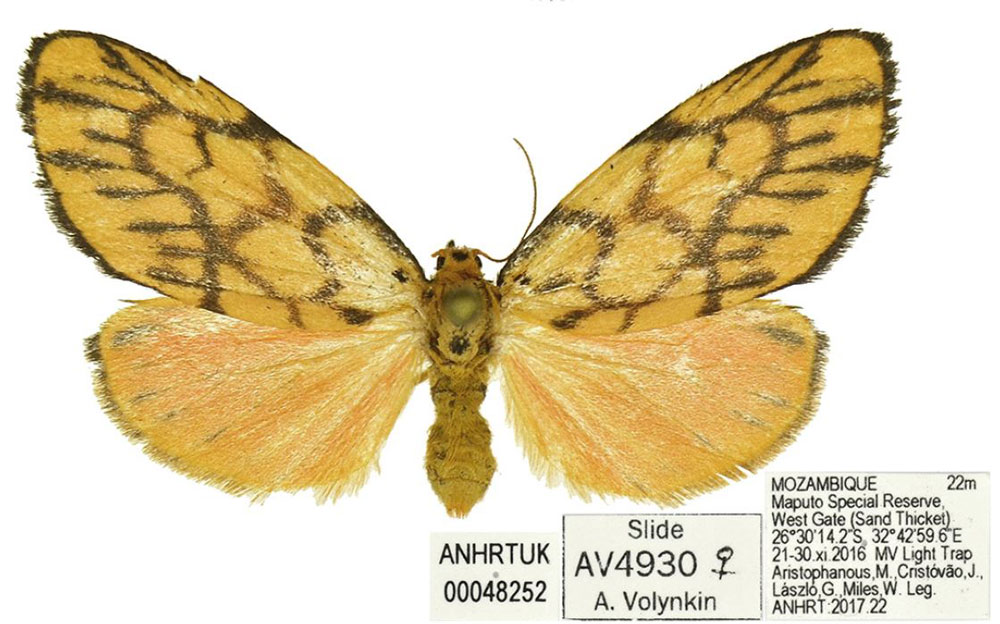 /filer/webapps/moths/media/images/E/elephantina_Tumicla_PTF_ANHRT_02.jpg