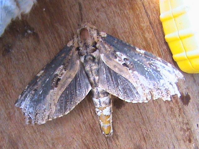 /filer/webapps/moths/media/images/E/elephas_Strigocossus_A_Guyonnet.jpg