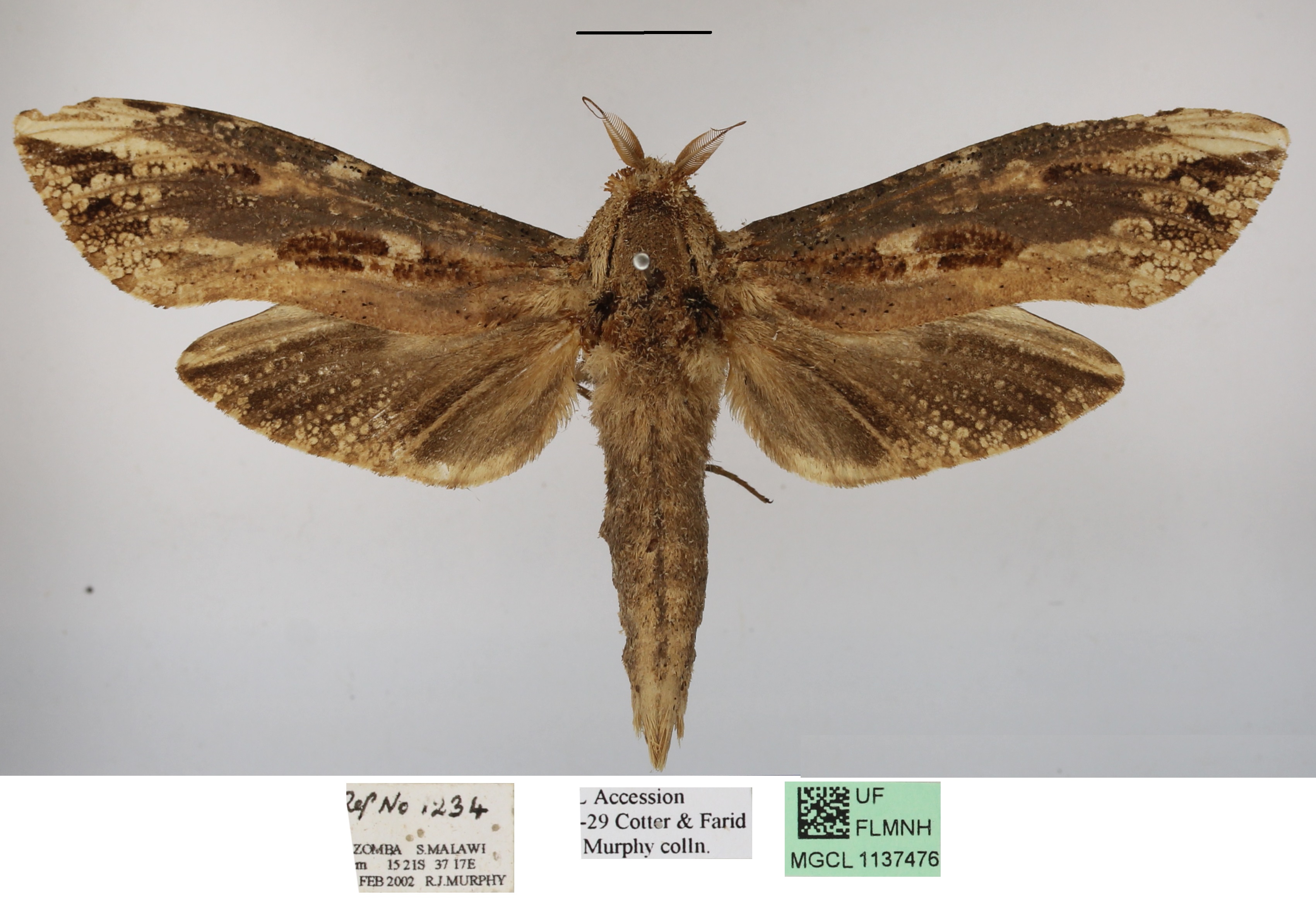 /filer/webapps/moths/media/images/E/elephas_Strigocossus_A_MGCLa.JPG