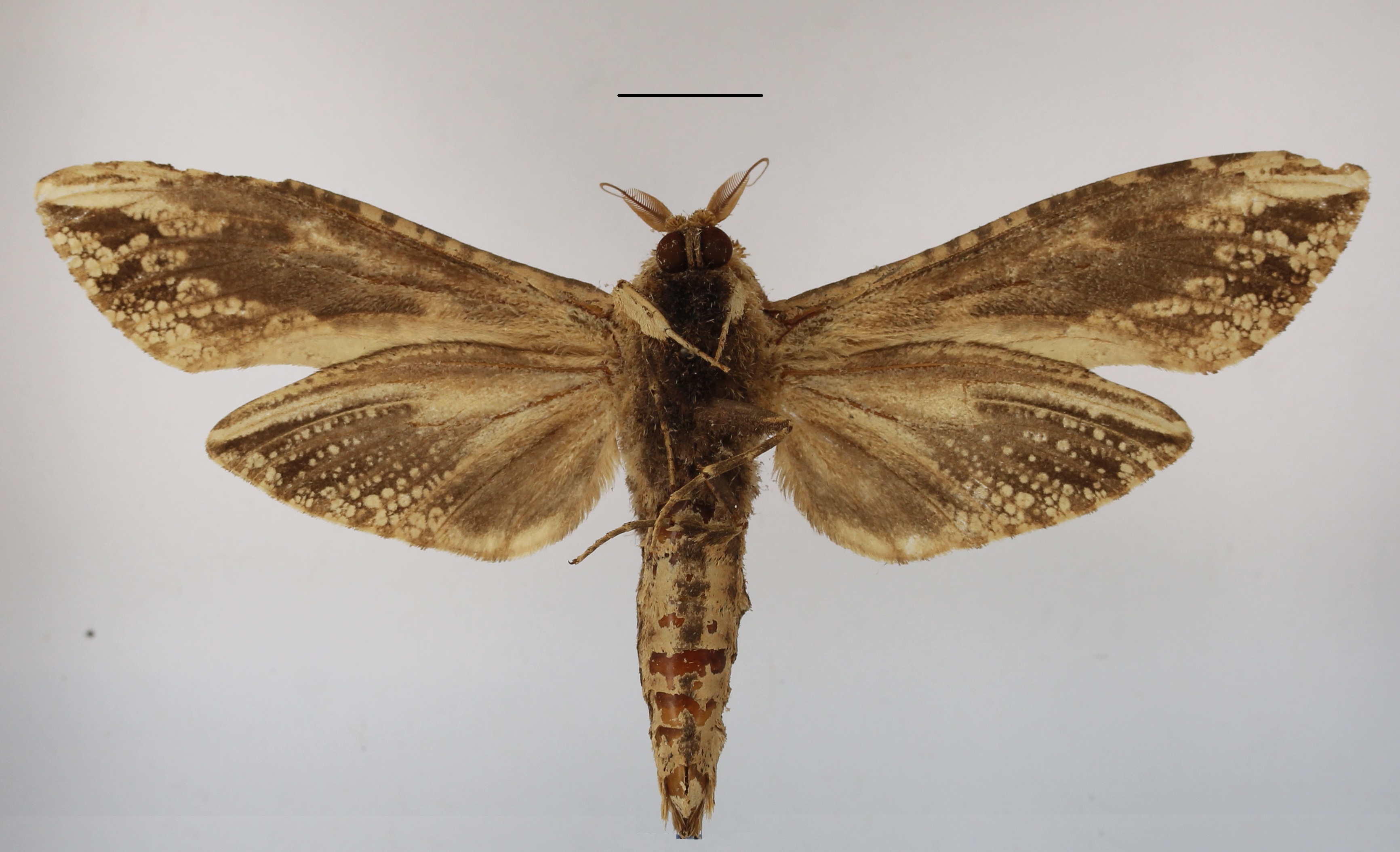 /filer/webapps/moths/media/images/E/elephas_Strigocossus_A_MGCLb.JPG