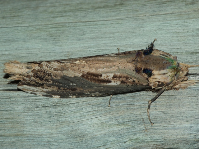 /filer/webapps/moths/media/images/E/elephas_Strigocossus_A_deBeer.jpg