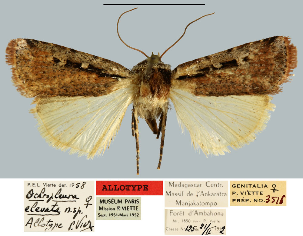 /filer/webapps/moths/media/images/E/elevata_Ochropleura_AT_MNHN.jpg