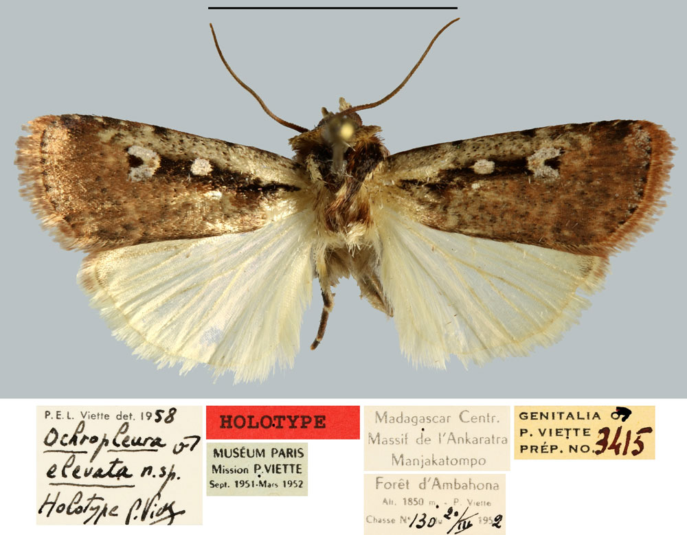 /filer/webapps/moths/media/images/E/elevata_Ochropleura_HT_MNHN.jpg