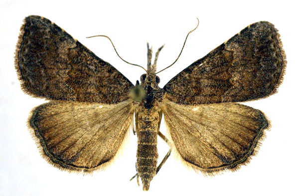 /filer/webapps/moths/media/images/E/elfriedae_Hypena_A_NHMO.jpg