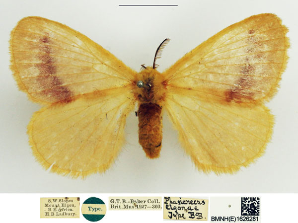 /filer/webapps/moths/media/images/E/elgonae_Phasicnecus_HT_NHMUK.jpg