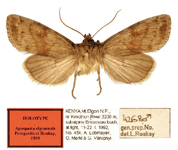 /filer/webapps/moths/media/images/E/elgonensis_Apospasta_HT_HNHM.jpg