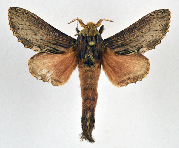 /filer/webapps/moths/media/images/E/elgonensis_Braura_AM_NHMO.jpg