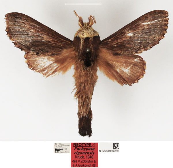 /filer/webapps/moths/media/images/E/elgonensis_Pachypasa_NT_NHMUK.jpg